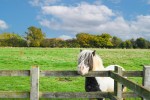 Images for The Vale, Stock, Essex